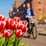 A closeup shot of beautiful red and white tulips with a person riding a bicycle in the background.