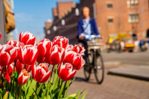 A closeup shot of beautiful red and white tulips with a person riding a bicycle in the background.